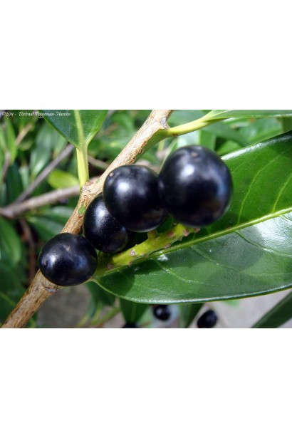 Лавровишня Он Фаєр ягоди